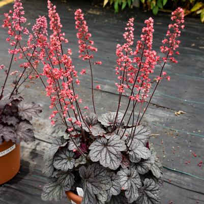 Heuchera hybrid Dolce® 'Glazed and Infused'