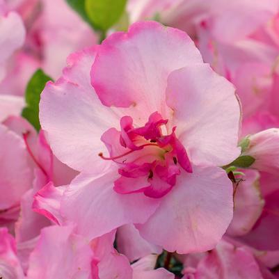Azalea x Encore® Autumn Kiss®