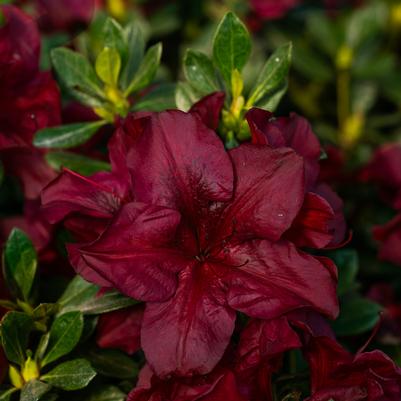 Azalea x Encore® Autumn Velvet®