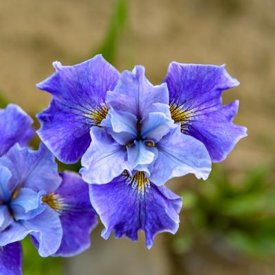 Iris sibirica Tutu Blue