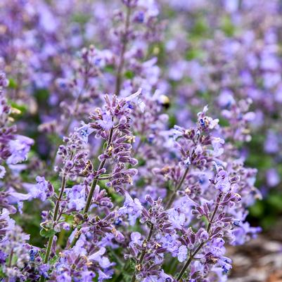 Nepeta x 'Catwalk Queen'