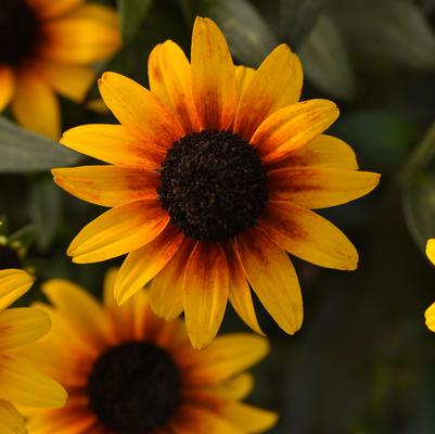 Rudbeckia x 'Suntacular'