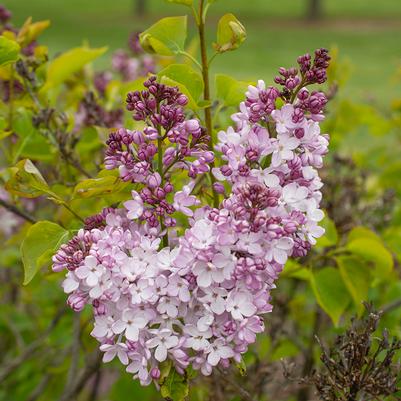 Syringa vulgaris New Age™ Pink Flush