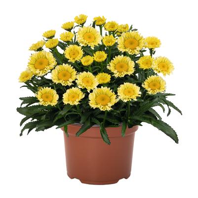Leucanthemum x Sweet Daisy™ Izabel