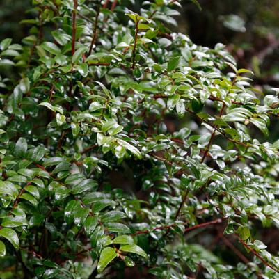 Vaccinium ovatum 