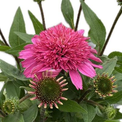 Echinacea x SunMagic® 'Double Hot Pink'