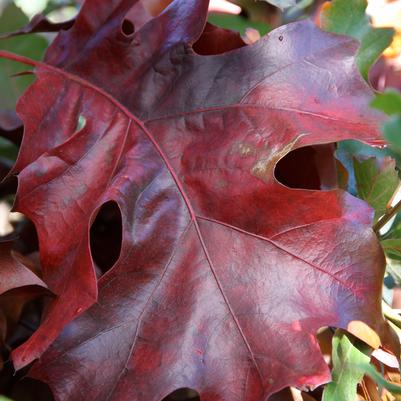 Quercus velutina 