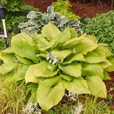 Hosta hybrid Shadowland® Giant 'Humungosaurus'