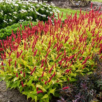 Persicaria amplexicaulis 'Glowing Reviews'