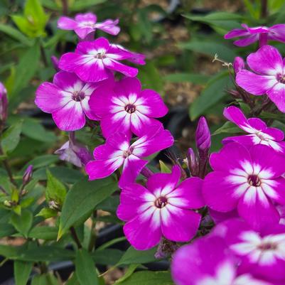 Phlox paniculata Flame® Pro Purple