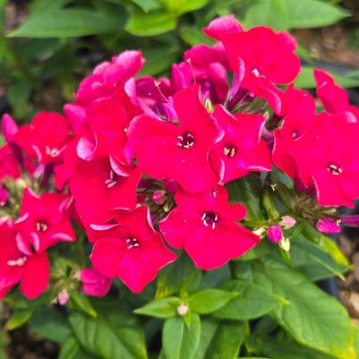 Phlox paniculata Flame® Red