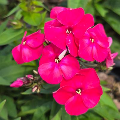 Phlox paniculata Flame® Watermelon