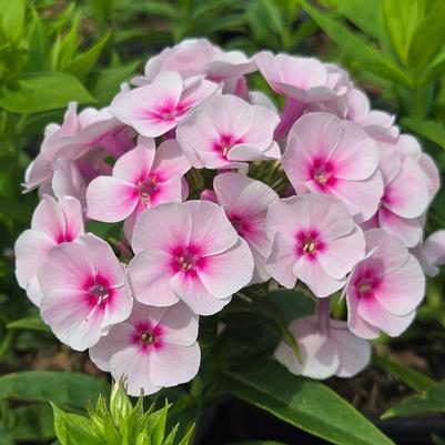 Phlox paniculata Flame® Pro Baby Doll
