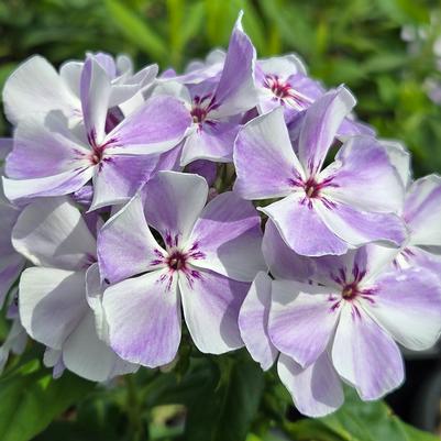 Phlox paniculata Flame® Light Blue