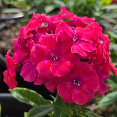 Phlox paniculata Flame® Pro Cerise