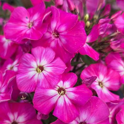 Phlox paniculata Flame® Light Pink