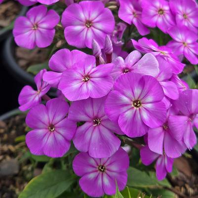 Phlox paniculata Flame® Pro Lilac