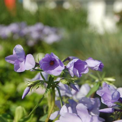 Phlox stolonifera 'Blue Ridge'