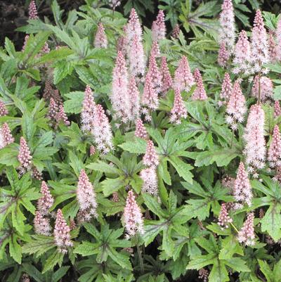 Tiarella Pink Skyrocket