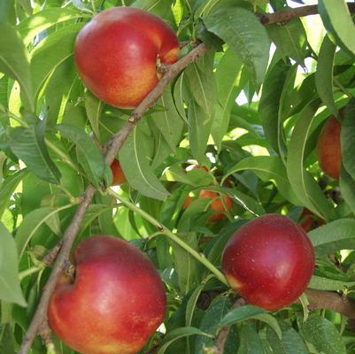 Prunus X Independence