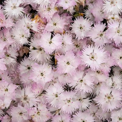 Dianthus Frill Factor&reg; 'Adrenaline Blush'