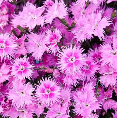 Dianthus Frill Factor&reg; 'Aftershock'