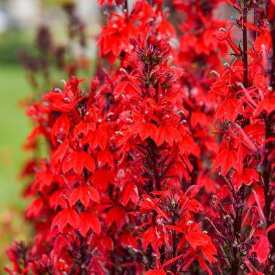 Lobelia speciosa Flutterjoy&trade; 'Neon Flame'