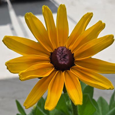 Rudbeckia Sunbeckia® Maya