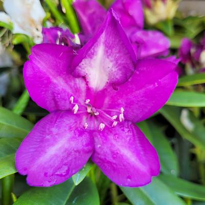 Rhododendron cat. Lee's Dark Purple