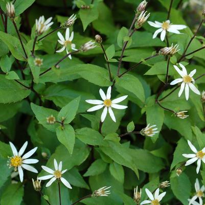 Aster divaricata 