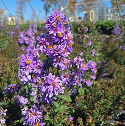 Symphyotrichum syn. Aster laeve Bluebird