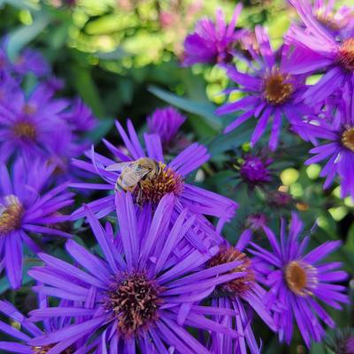 Aster novae-angliae 'Purple Dome'