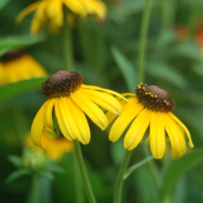 Rudbeckia fulgida x Viettes Little Suzy