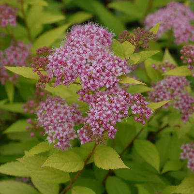 Spiraea bumalda Goldmound