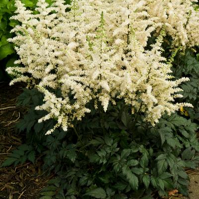 Astilbe chinensis Vision in White