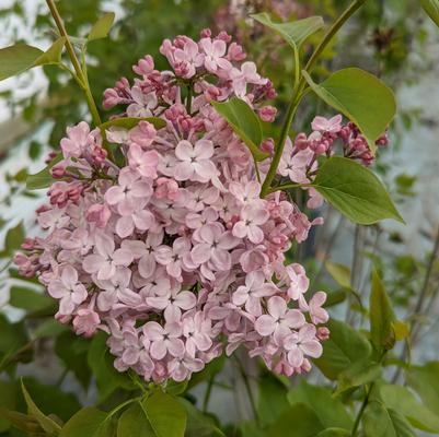 Syringa X hyacinthiflora Maidens Blush