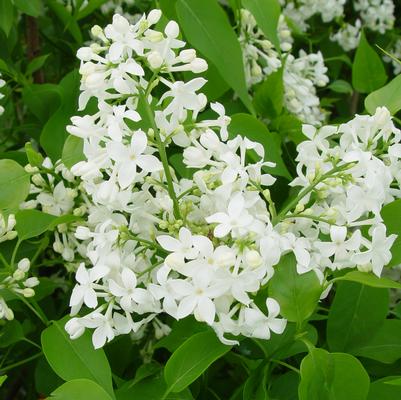 Syringa X hyacinthiflora Mount Baker