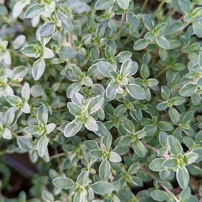 Thymus c. 'Argenteus'