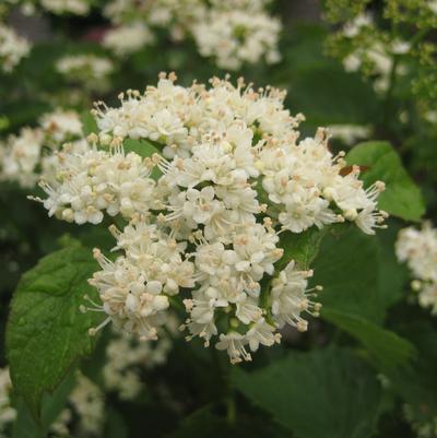 Viburnum dentatum Blue Muffin®