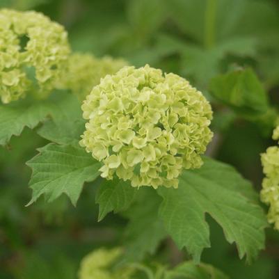 Viburnum opulus Roseum