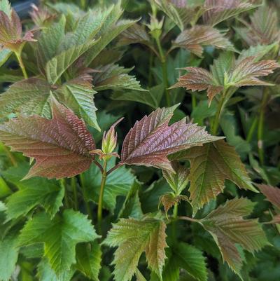 Viburnum trilobum 'Baileys Compactum'