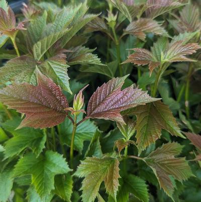 Viburnum tri. 'Baileys Compactum'