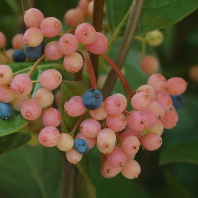 Viburnum nudum Winterthur