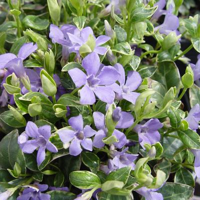Vinca minor Ralph Shugert