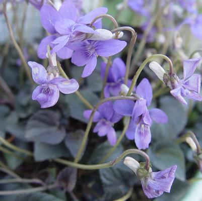 Viola labradorica 
