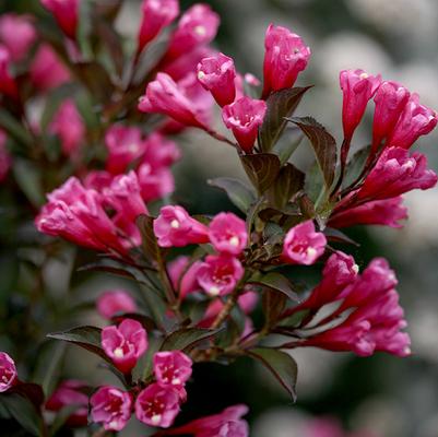 Weigela florida Wine & Roses®