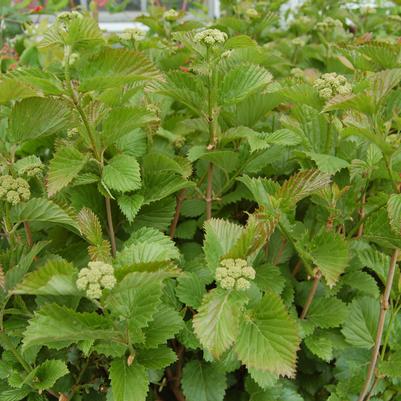 Viburnum dentatum Blue Blaze™