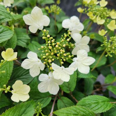 Viburnum p. t. Summer Snowflake