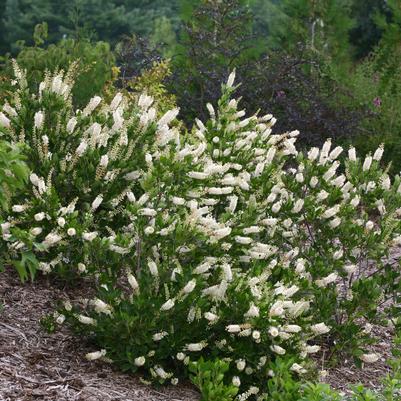 Clethra alnifolia Vanilla Spice®