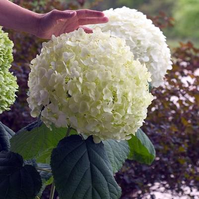 Hydrangea arborescens Incrediball® Incrediball®